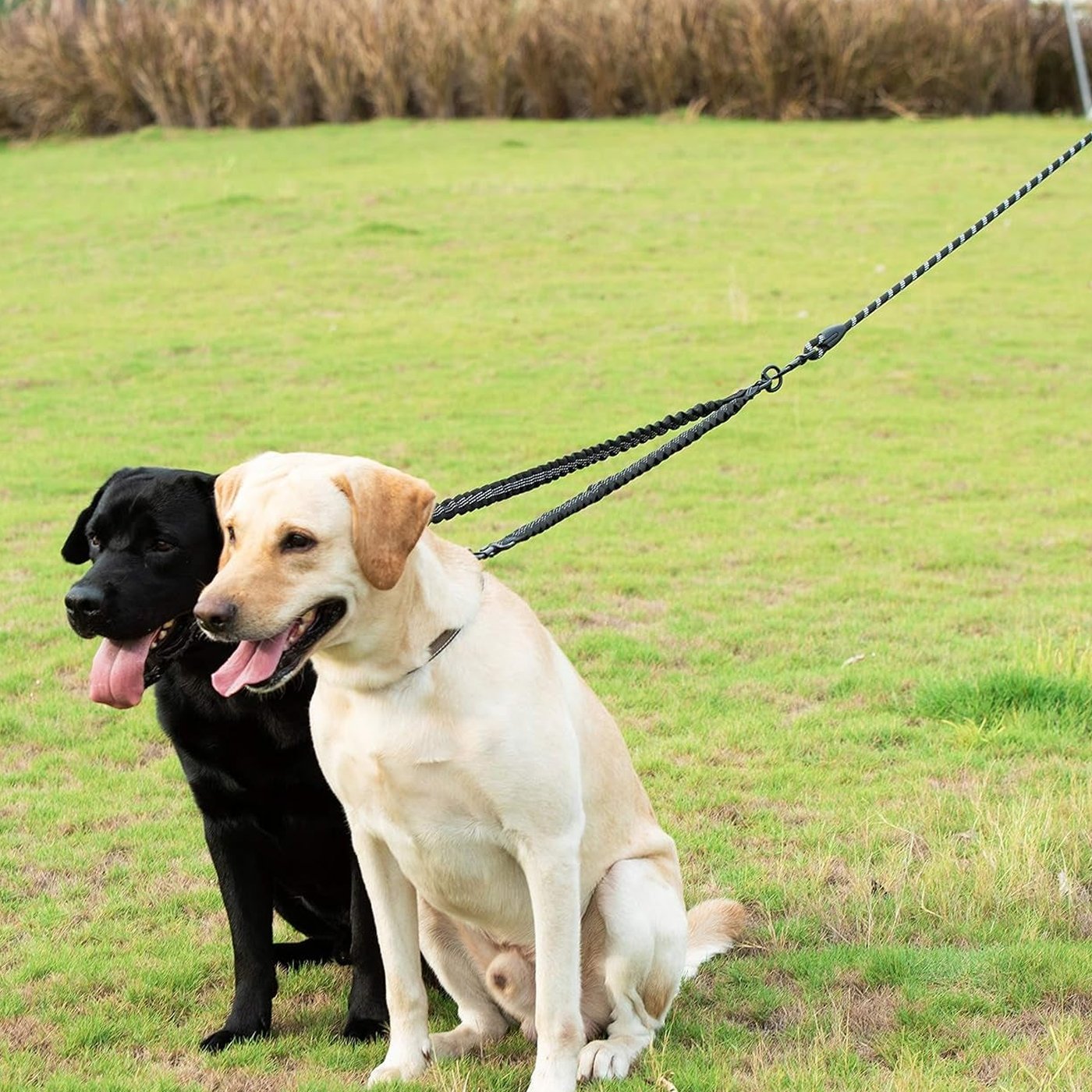 Dual Dog Leash with Swivel Bungee - studio image 3