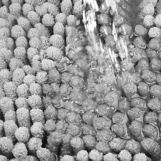 Absorbent Muddy Paw Door Mat - studio image 2