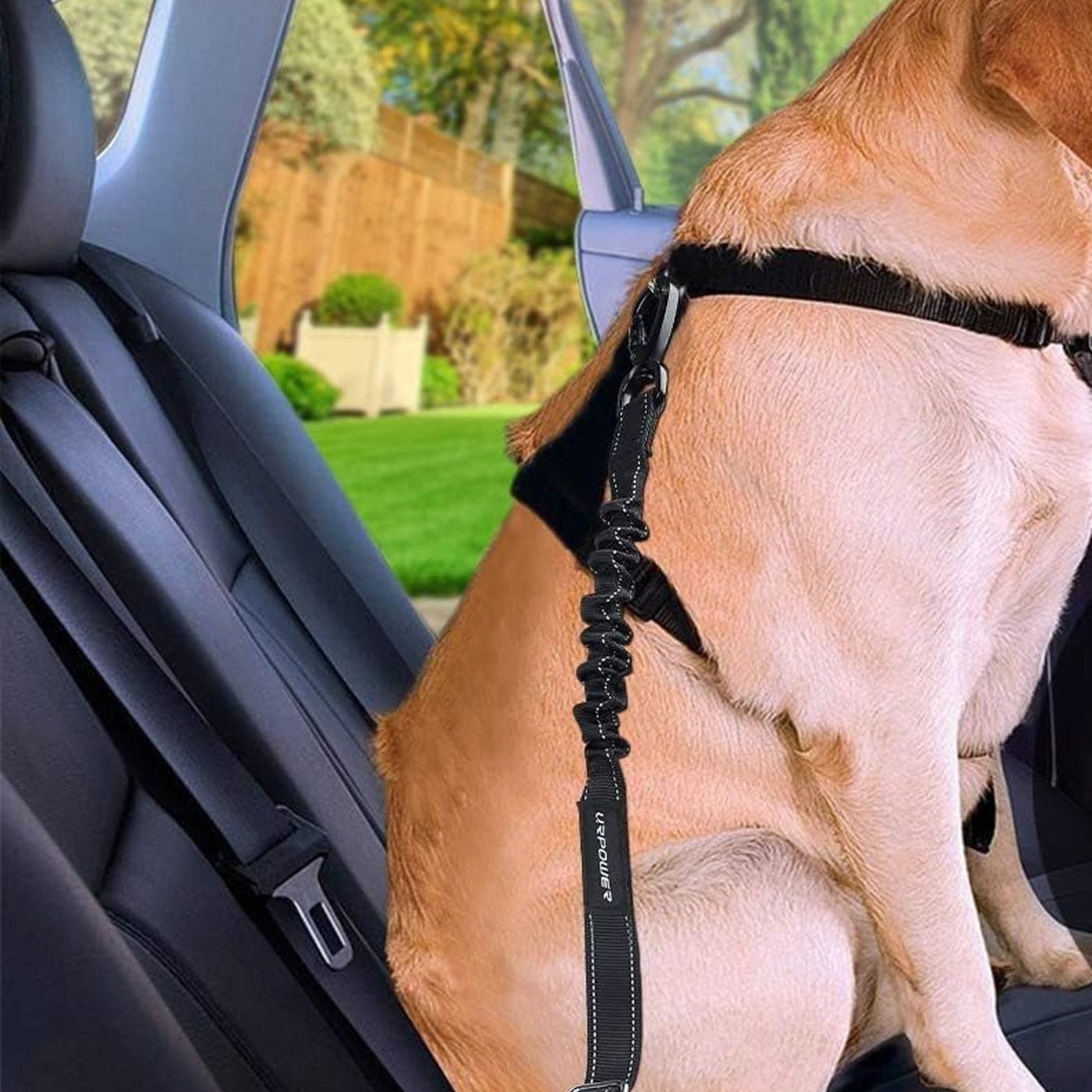 3-in-1 Bungee Dog Car Seat Belt 2-Pack - studio image 2