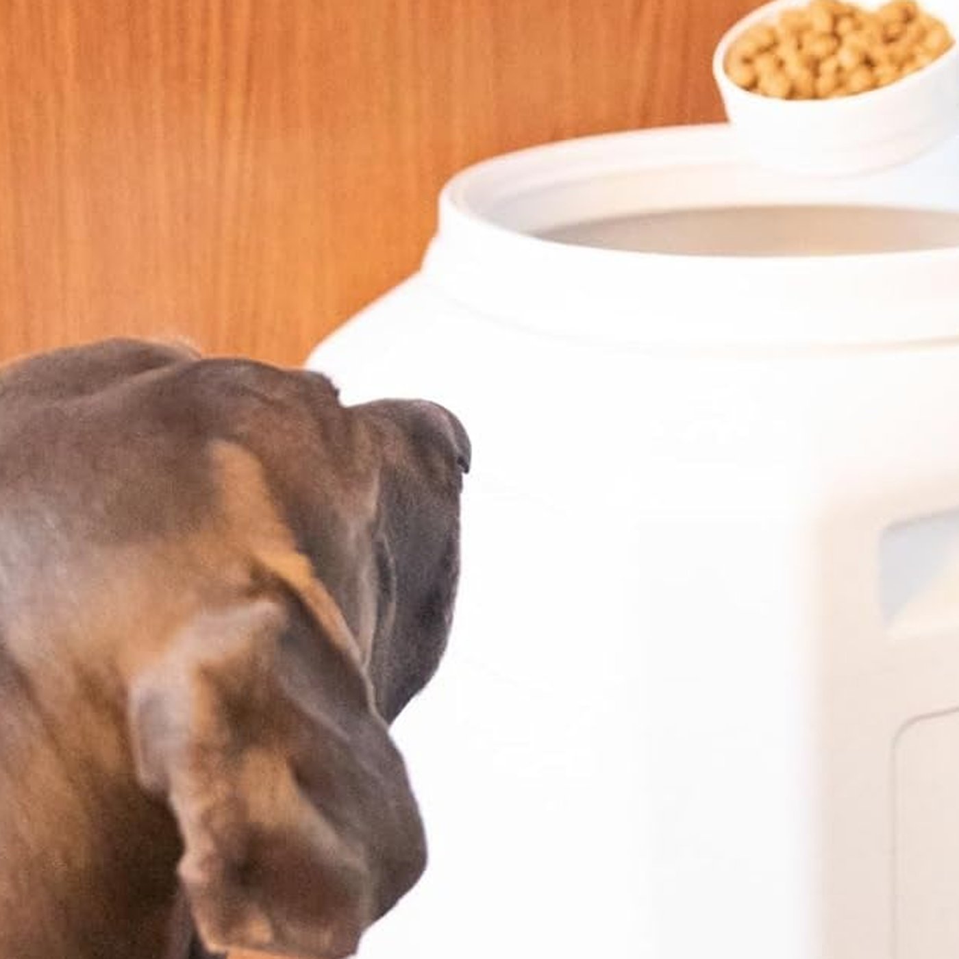 Airtight Pet Food Storage Container - studio image 2