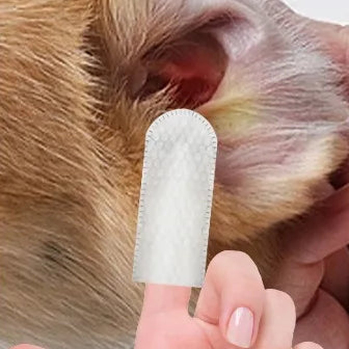 Ear Cleaning Finger Wipes for Dogs and Cats - studio image 3