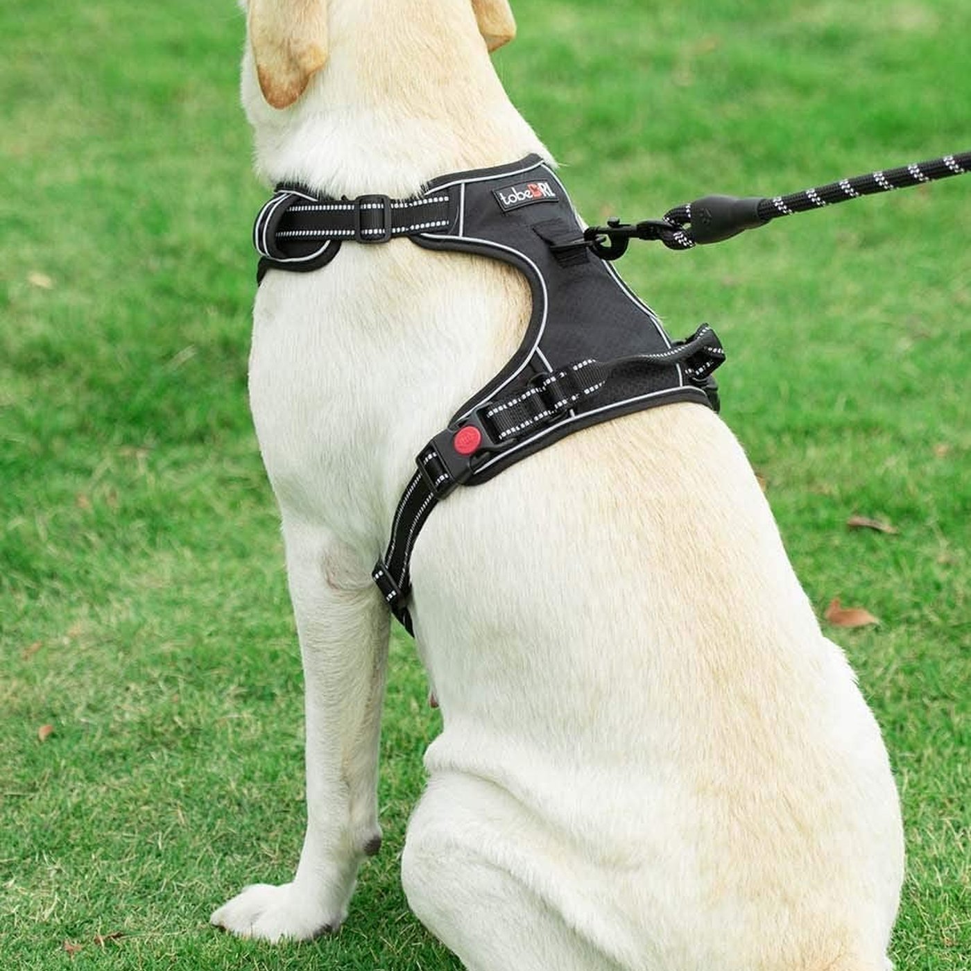 No-Pull Reflective Dog Harness Set - studio image 3
